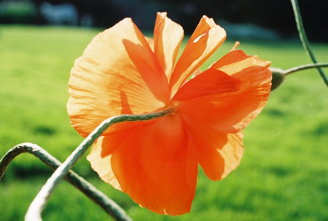 poppies10.jpg