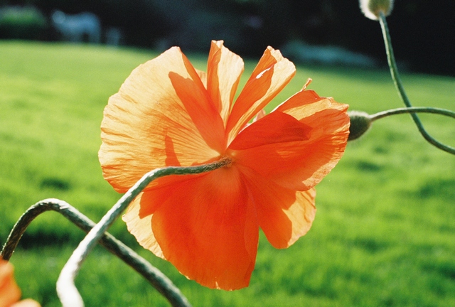 poppies11.jpg