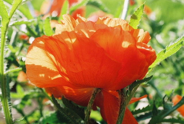 poppies14.jpg