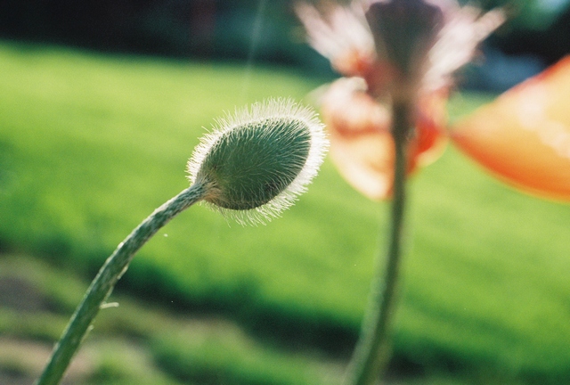 poppies18.jpg