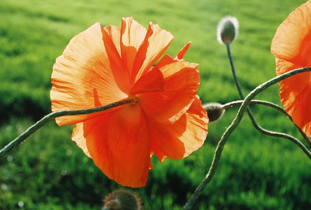 poppies19.jpg