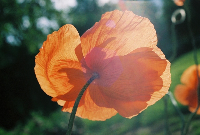 poppies27.jpg