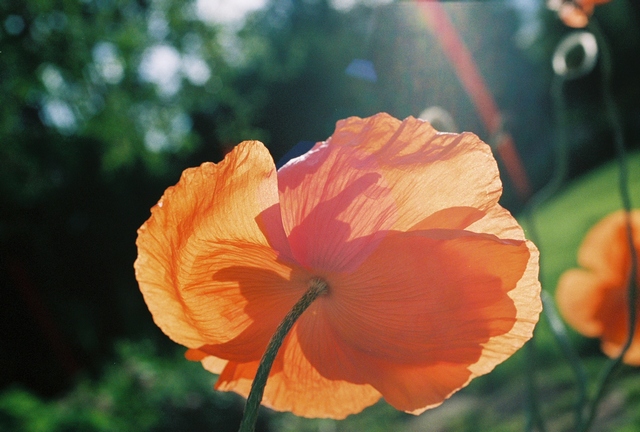 poppies28.jpg