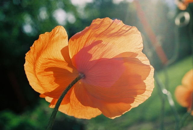 poppies29.jpg