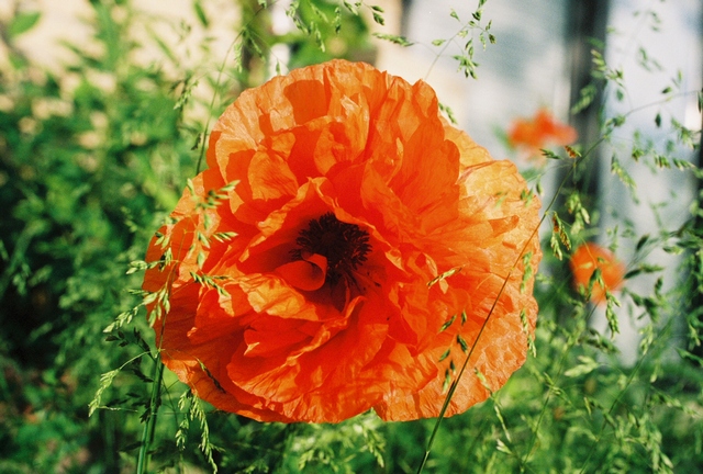 poppies33.jpg