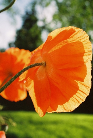 poppies34.jpg