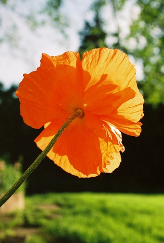 poppies35.jpg