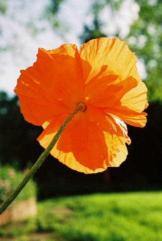 poppies36.jpg