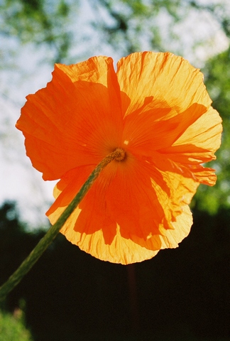 poppies7.jpg